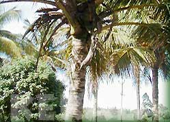 Coconut Palms - Kerala