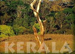Periyar Wild Life - Kerala