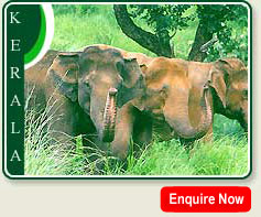 Wild Elephants, Periyar