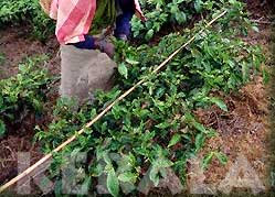 Tea Picker Women in the Tea plantation Fields