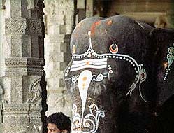 Decorated Temple Elephant