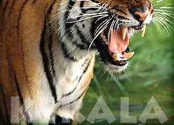 Tiger Snarling - Thekkady Tiger Reserve
