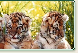 Thekkady Tiger Cubs