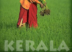 Woman Harvesting in Rice Fields