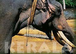 Working  Elephant - Kerala