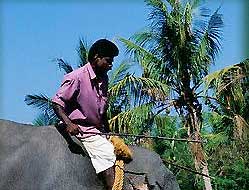 Working Elephant